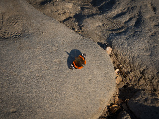 Obraz premium The monarch butterfly (Danaus plexippus) on the rock
