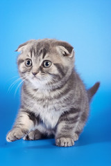 Cute kitty Scottish Fold cat on a blue background