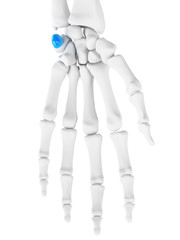 3d rendered medically accurate illustration of the pisiform