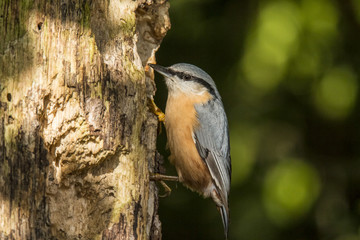 Nuthatch