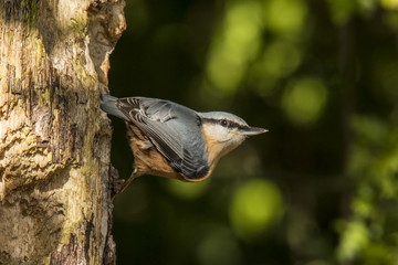 Nuthatch