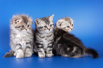Three fluffy kitten skotish fold on a blue background