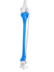 3d rendered medically accurate illustration of the tibia