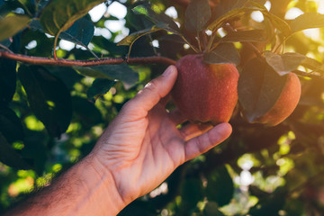 Farmer examining apple fruit grown in organic garden