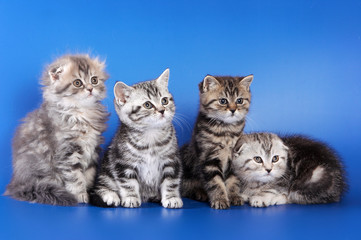 four fluffy kittens skottish fold on blue background