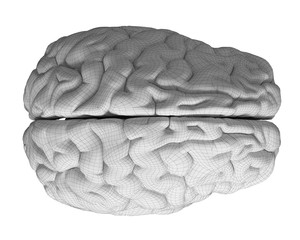 3d rendered medically accurate illustration of the brain anatomy