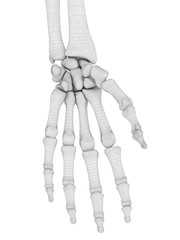 3d rendered medically accurate illustration of the hand bones