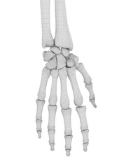 3d rendered medically accurate illustration of the hand bones