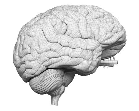 3d rendered medically accurate illustration of the brain anatomy