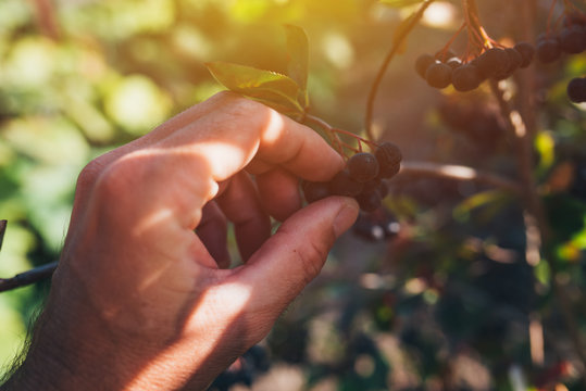 Farmer examining aronia berry fruit grown in organic garden