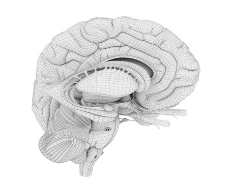 3d rendered medically accurate illustration of the brain anatomy