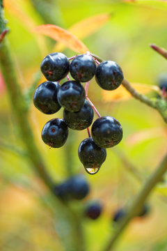 Aronia berries
