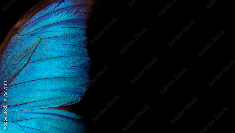 Aufkleber Wings of a butterfly Morpho texture background. Morpho butterfly. Copy spaces.