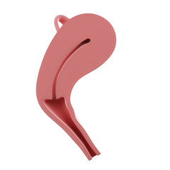 3d rendered medically accurate illustration of a fetus inside of an uterus - week 5