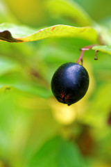 Berry of Cotoneaster
