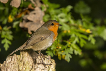 Robin