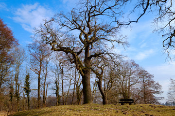 Baum und Ruhebank