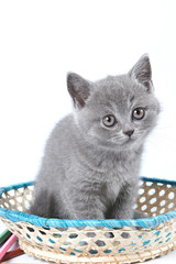 Gray kitten of a British cat sitting in a basket (isolated on white)