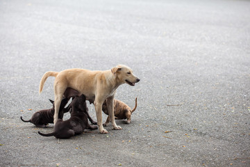 Stray dogs are breast-feeding a baby.