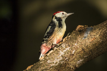 Middle Spotted Woodpecker