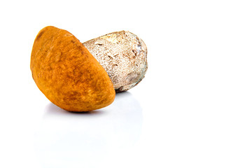 Boletus mushroom isolated on a white background.