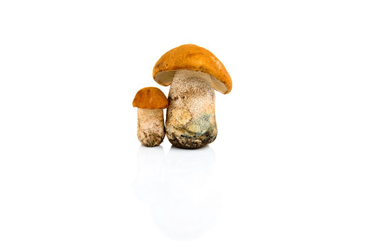 Boletus mushroom isolated on a white background.