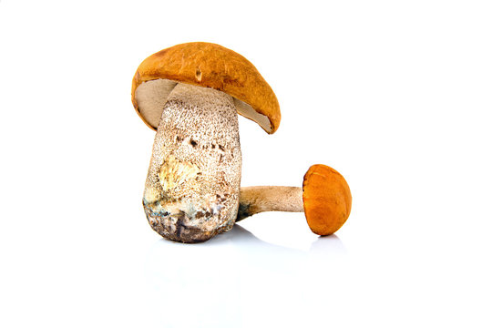 Boletus mushroom isolated on a white background.