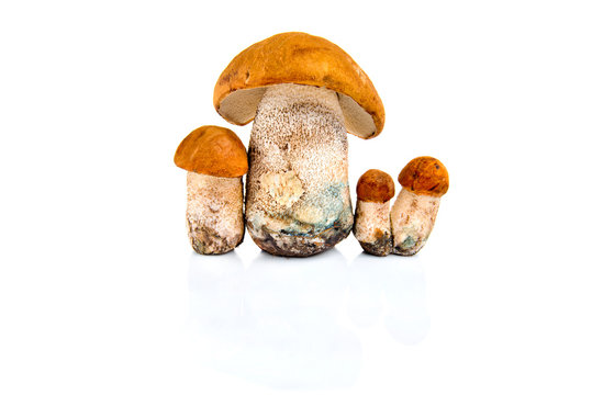 Group of boletus mushroom isolated on a white background.
