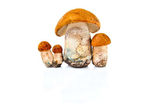 Group of boletus mushroom isolated on a white background.