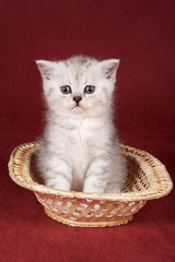 Fototapeta na wymiar White cute kitten on a red background