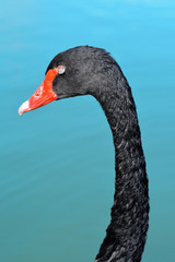 black swan in relaxation
