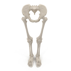 Female Lower Body Skeleton on white. Front view. 3D illustration