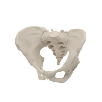 Female Pelvis Skeleton on white. 3D illustration