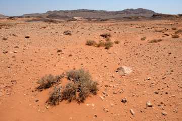 Arid landscape in Negev desert.