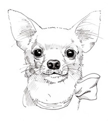Chihuahua hand drawn portrait