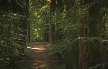 Fototapeta premium Dutch Nature in Amsterdam, the Netherlands