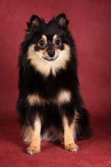 Black Pomeranian dog puppy on a red background