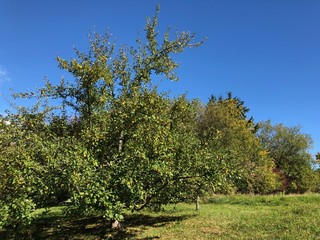 Apple Trees