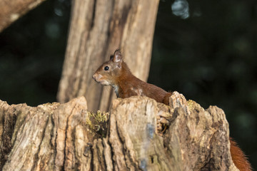 Squirrel