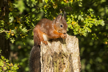 Squirrel