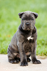 Puppy Cane Corso outdoors in summer in the grass