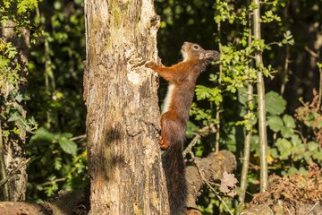 Squirrel