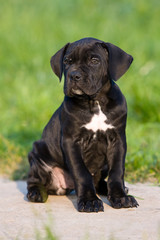 Puppy Cane Corso outdoors in summer in the grass