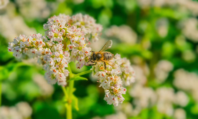 Honigbiene, Biene auf blühendem Buchweizen