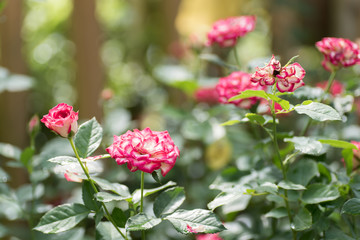 Pink roses flower blossom in a garden,decoration flowers