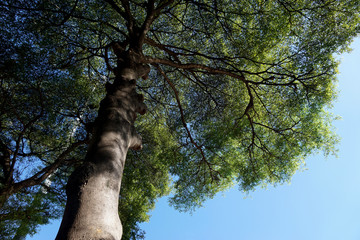 big tree and blue sky in the country