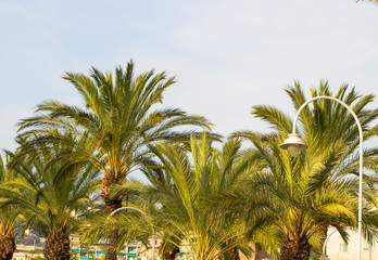Fototapeta na wymiar Palm trees against blue sky with street lamp, Palm trees at tropical coast, coconut tree,summer tree background.