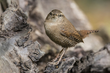 Wren