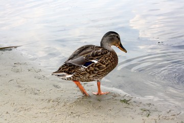 The duck (mallard) walks along the shore