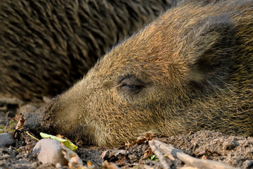 Junges Wildschwein